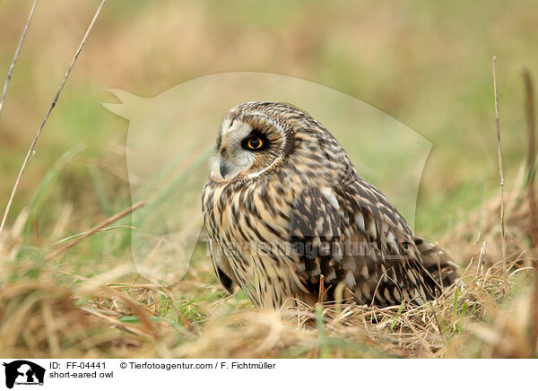 short-eared owl / FF-04441
