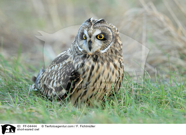 short-eared owl / FF-04444