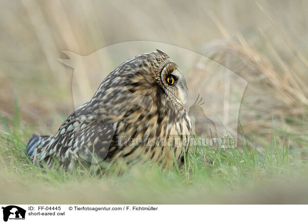 short-eared owl / FF-04445