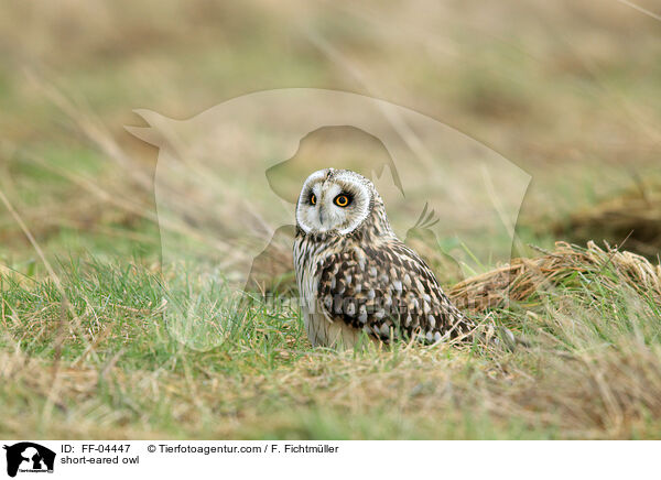 short-eared owl / FF-04447
