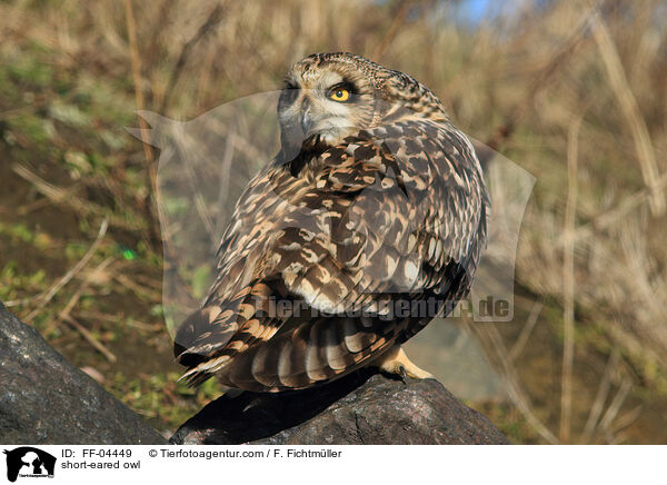 short-eared owl / FF-04449