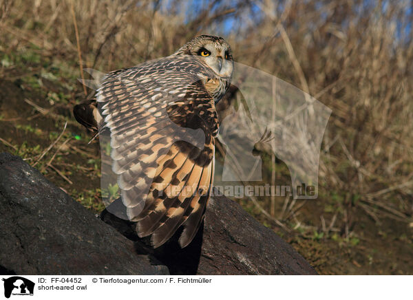 short-eared owl / FF-04452