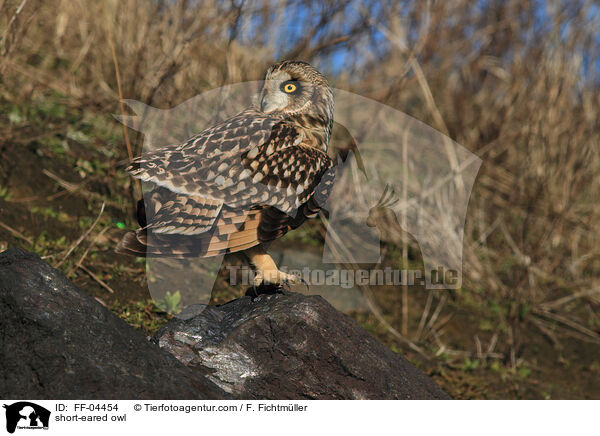 short-eared owl / FF-04454