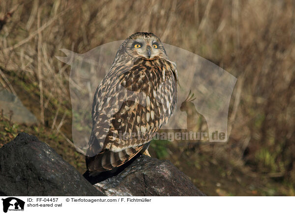 short-eared owl / FF-04457