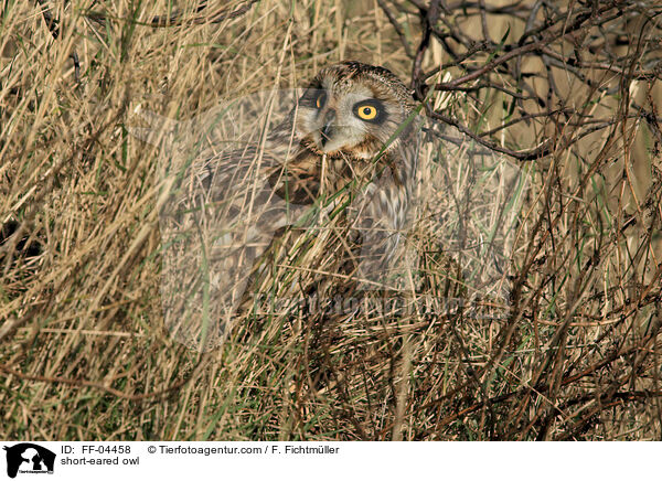 short-eared owl / FF-04458