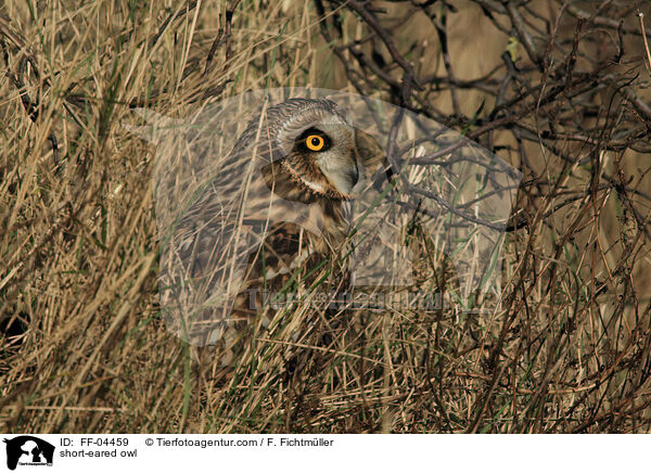 short-eared owl / FF-04459