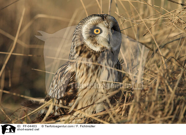 short-eared owl / FF-04463