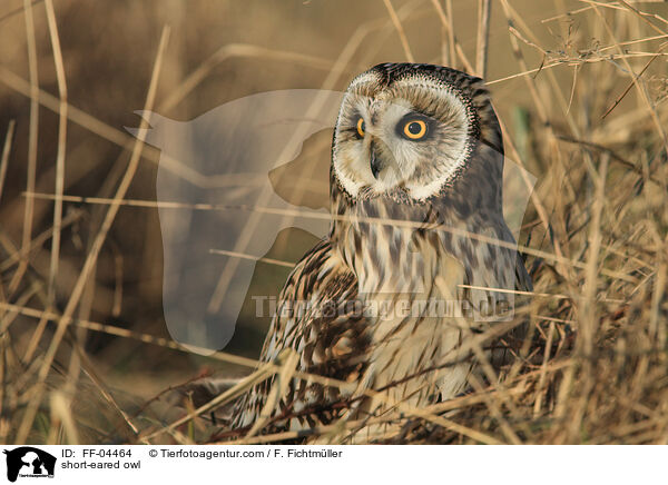 short-eared owl / FF-04464
