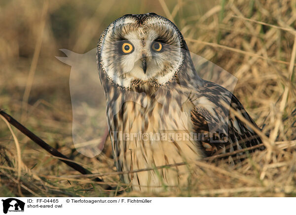short-eared owl / FF-04465