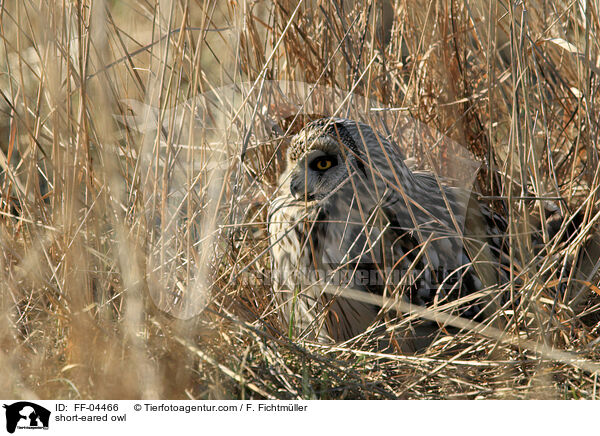 short-eared owl / FF-04466