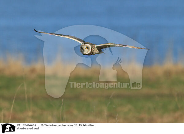 short-eared owl / FF-04469