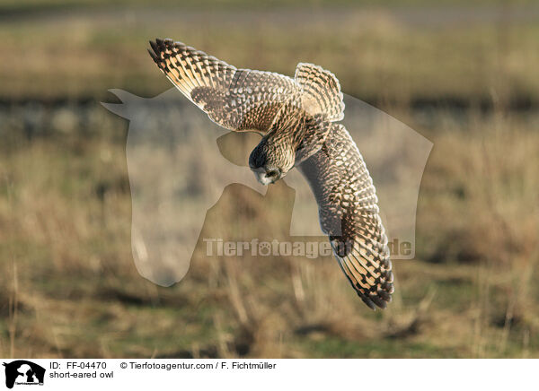 short-eared owl / FF-04470