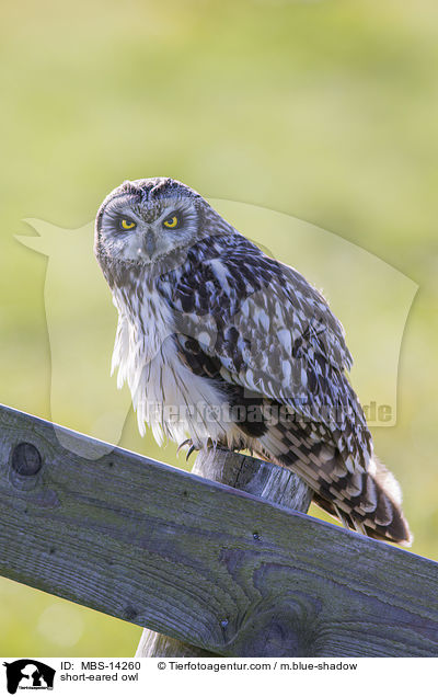 short-eared owl / MBS-14260