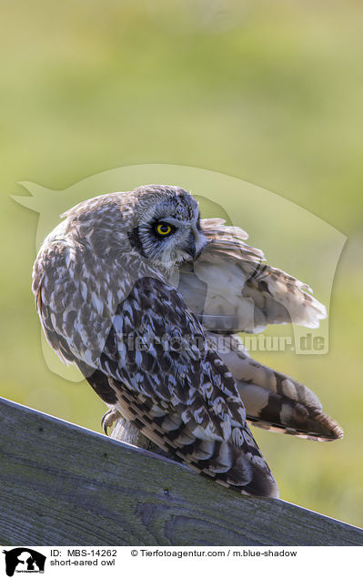short-eared owl / MBS-14262