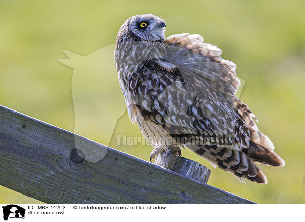 short-eared owl / MBS-14263