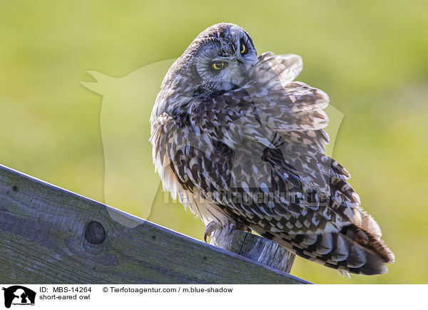 short-eared owl / MBS-14264