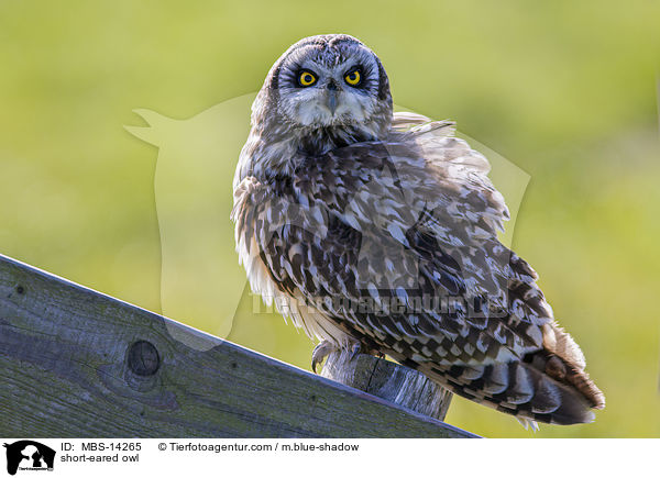 short-eared owl / MBS-14265