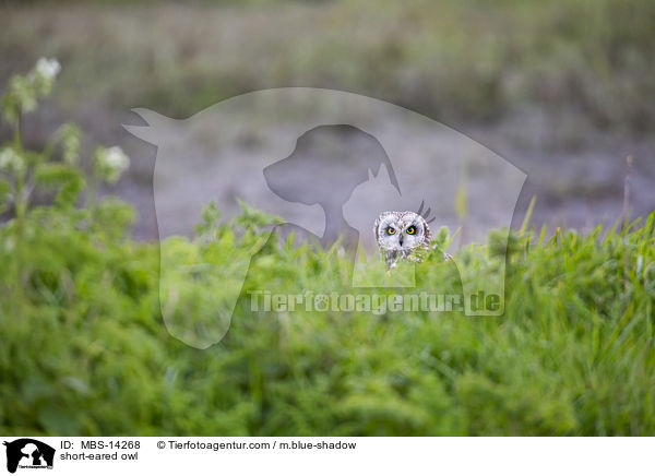 short-eared owl / MBS-14268
