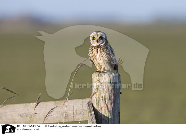 short-eared owl / MBS-14274