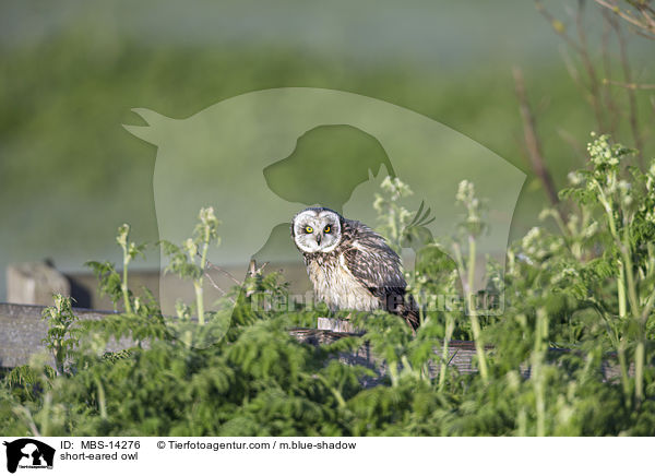 short-eared owl / MBS-14276