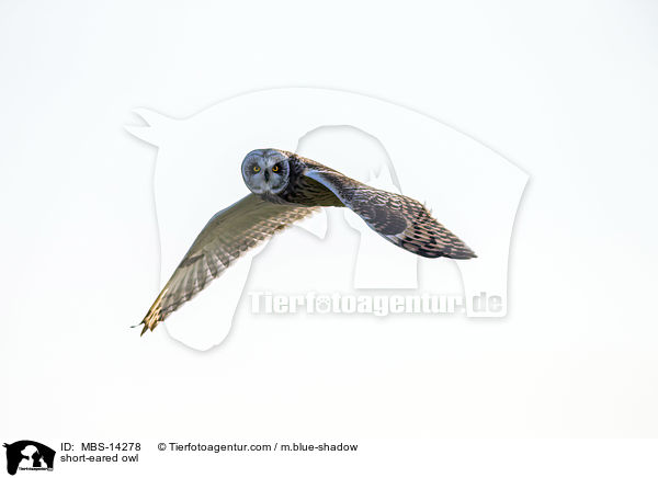short-eared owl / MBS-14278