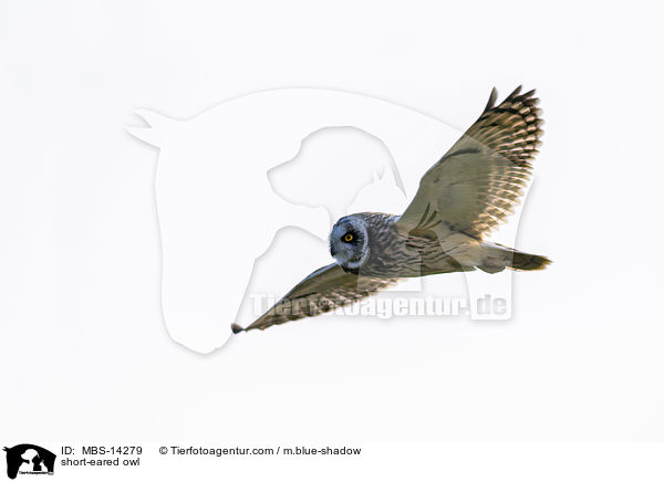 short-eared owl / MBS-14279