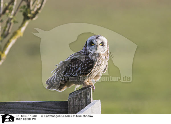 short-eared owl / MBS-14280