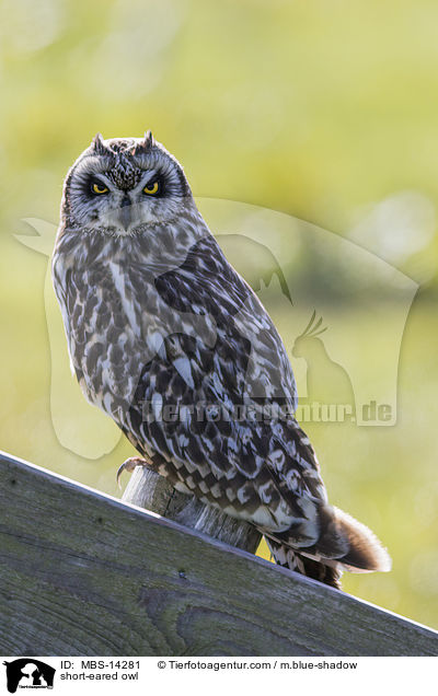 short-eared owl / MBS-14281