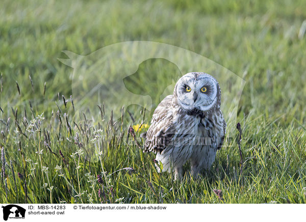 short-eared owl / MBS-14283