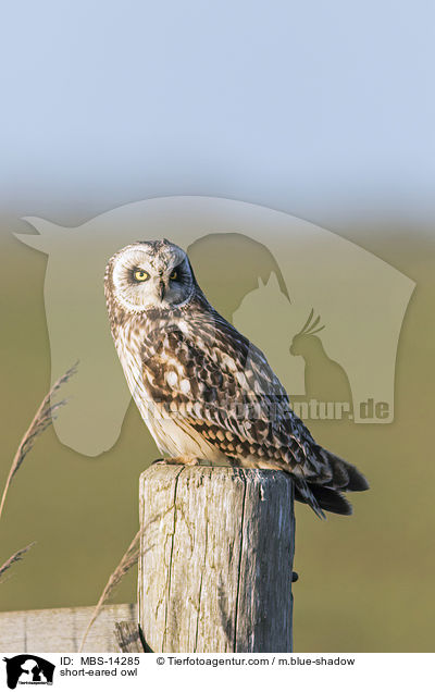 short-eared owl / MBS-14285