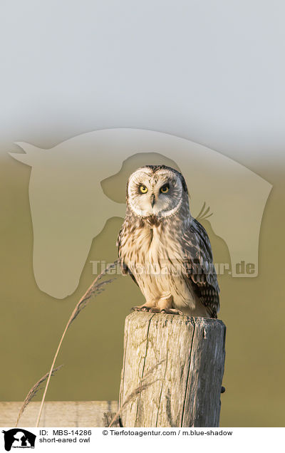 short-eared owl / MBS-14286