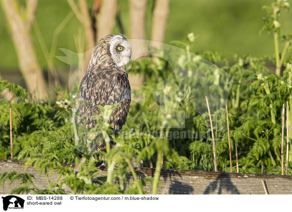 short-eared owl / MBS-14288