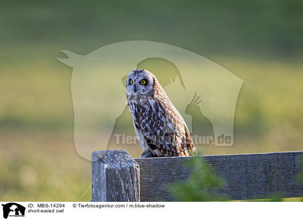 short-eared owl / MBS-14294