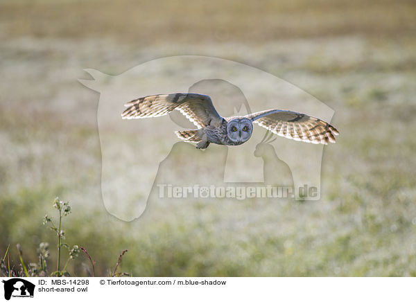 short-eared owl / MBS-14298