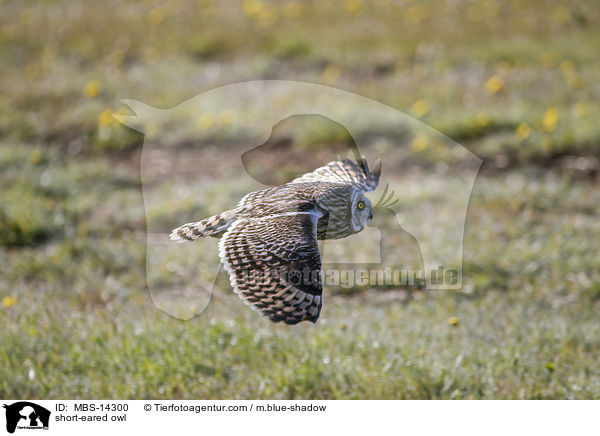 short-eared owl / MBS-14300