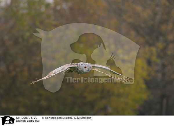 Sibirischer Uhu / Sibirien eagle owl / DMS-01729
