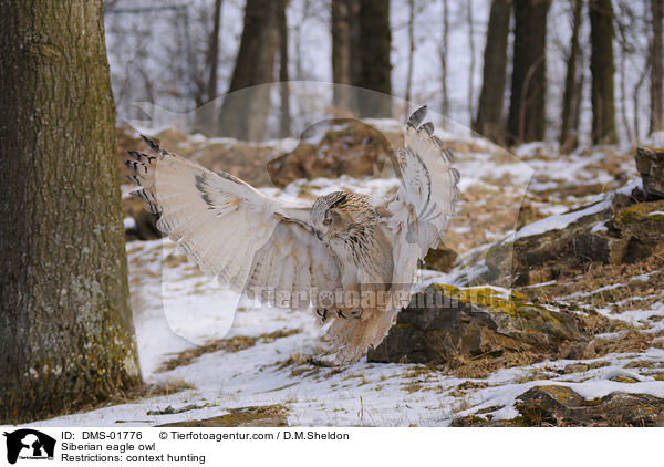 Siberian eagle owl / DMS-01776