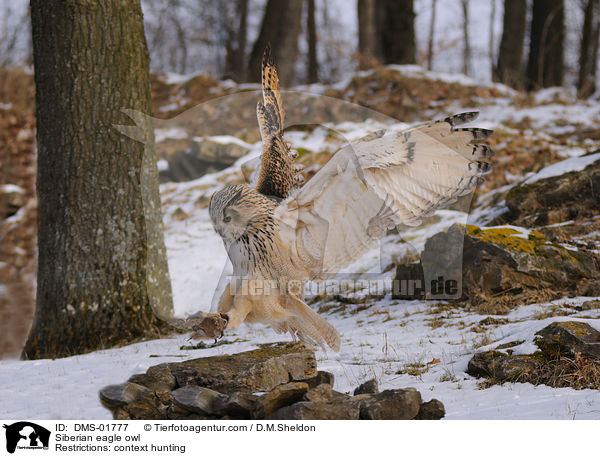 Siberian eagle owl / DMS-01777