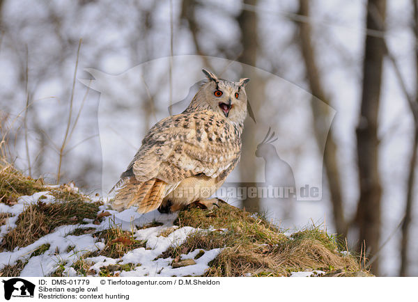 Sibirischer Uhu / Siberian eagle owl / DMS-01779