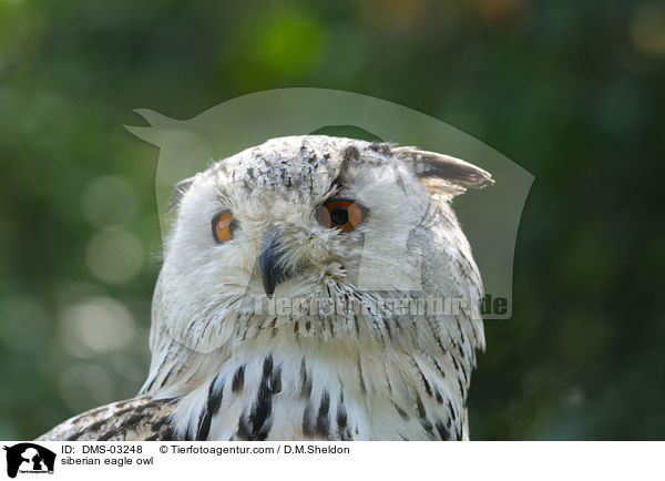 siberian eagle owl / DMS-03248
