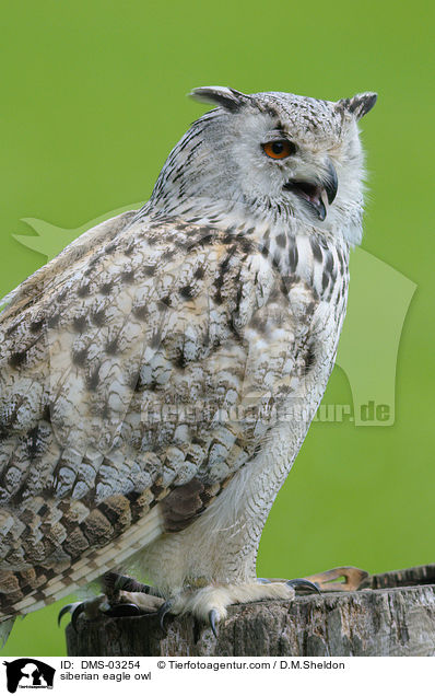 siberian eagle owl / DMS-03254