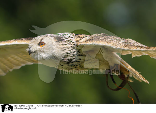 siberian eagle owl / DMS-03648