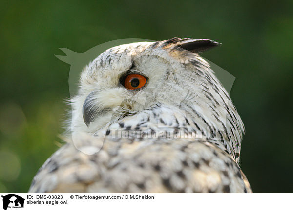 siberian eagle owl / DMS-03823