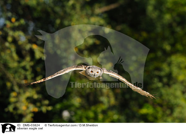 siberian eagle owl / DMS-03824