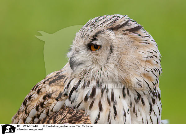 siberian eagle owl / WS-05948
