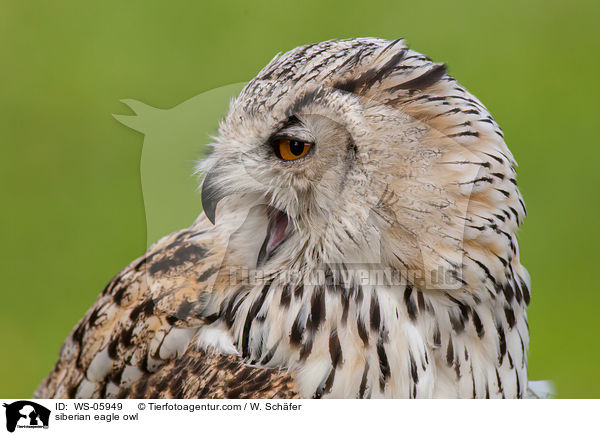 siberian eagle owl / WS-05949
