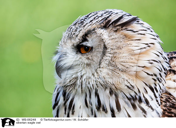 siberian eagle owl / WS-06248