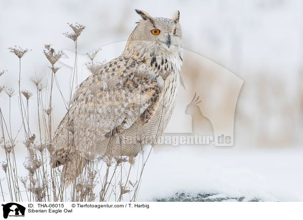Siberian Eagle Owl / THA-06015