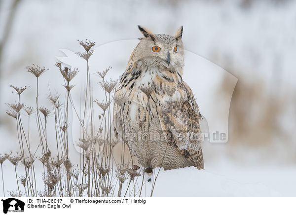 Siberian Eagle Owl / THA-06017