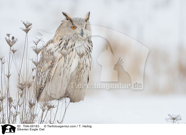 Siberian Eagle Owl / THA-06183